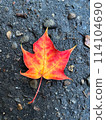 red and yellow colorful maple leaf on a gray background 114104690