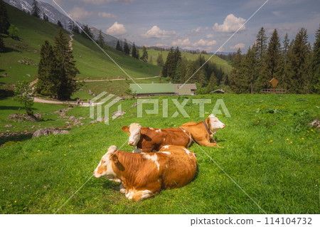 Alpine meadow with cows and rustic houses in Berchtesgaden National Park 114104732