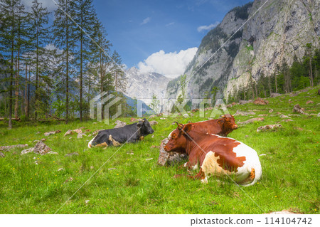 Alpine meadow with cows and rustic houses in Berchtesgaden National Park 114104742