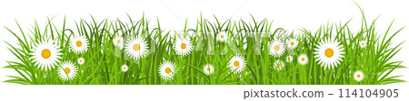 Green grass with flower frame. Spring grass and daisy border isolated. 114104905