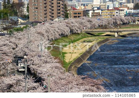 Cherry blossom trees along the Mamigasaki Sakura Line Cherry blossom trees along the Mamigasaki Sakura Line 114105865