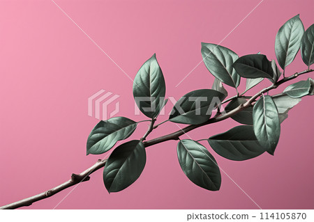 Green leaves branch on pink background Green leaves branch on pink background 114105870