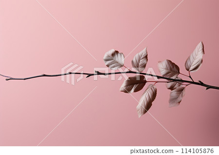 Branch with leaves on pink background 114105876