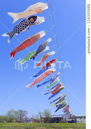 Carp streamer Carp streamer 114105888