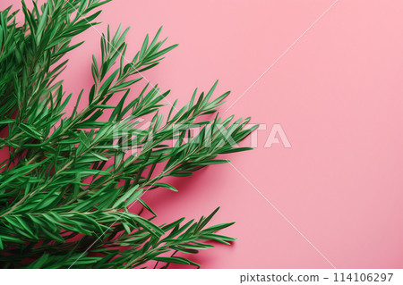 Close up of plant on pink background 114106297