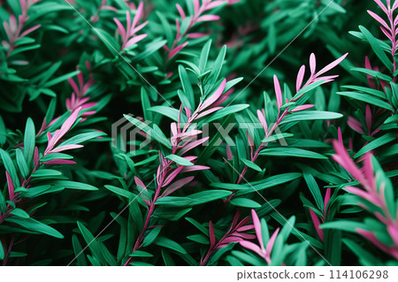 Close up of green plants 114106298