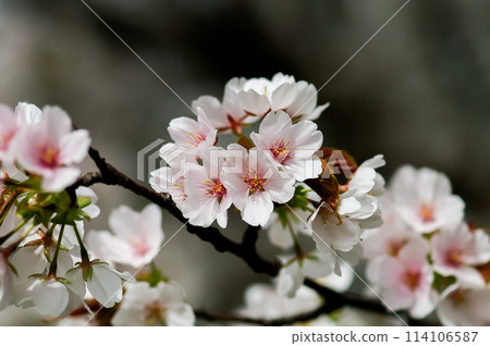 染井吉野櫻花盛開 114106587