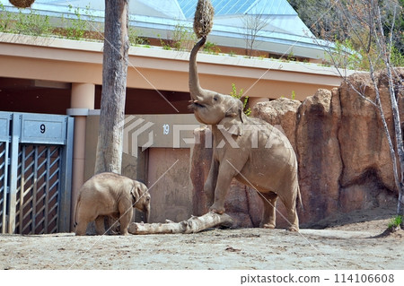 Sapporo City Maruyama Zoo Elephant House 114106608