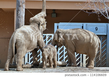 札幌市圓山動物園大象館 札幌市圓山動物園大象館 114106609