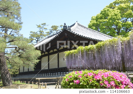 Wisteria and fresh green Wisteria and fresh green 114106663