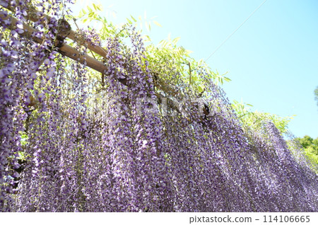 Wisteria and fresh green 114106665