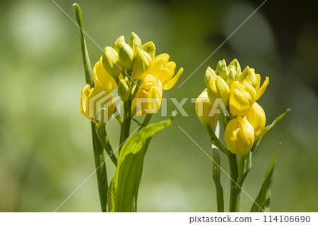 Two golden orchid flowers blooming side by side Two golden orchid flowers blooming side by side 114106690