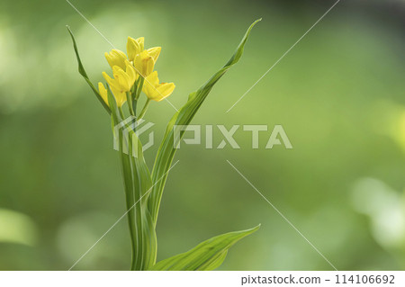 金色的蘭花在柔和的綠葉中隨風搖曳 金色的蘭花在柔和的綠葉中隨風搖曳 114106692