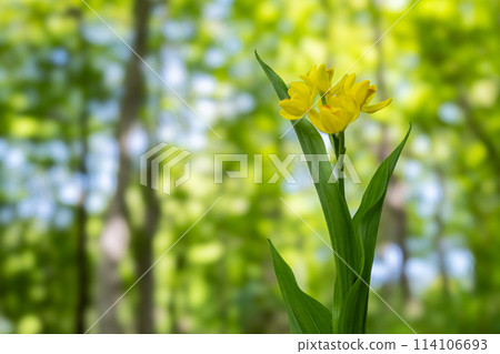 美麗的金色蘭花在春天的灌木叢中搖曳 114106693