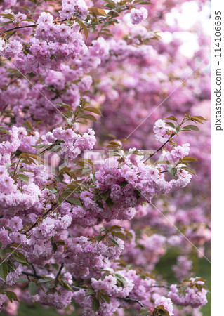 cherry blossom background cherry blossom background 114106695