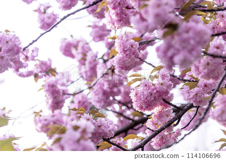 cherry blossom background cherry blossom background 114106696