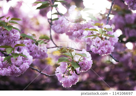 cherry blossom background cherry blossom background 114106697