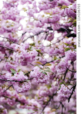 cherry blossom background cherry blossom background 114106703