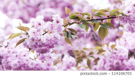 cherry blossom background cherry blossom background 114106705