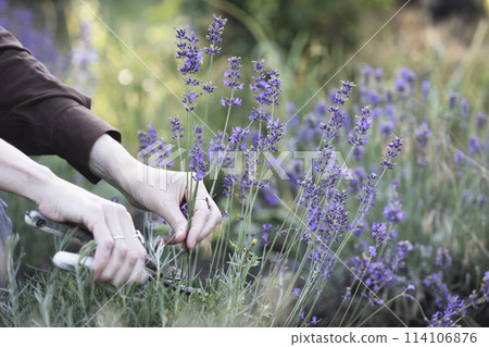 girl pruning lavender bush in the garden girl pruning lavender bush in the garden 114106876