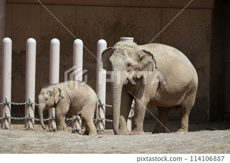 Sapporo City Maruyama Zoo Elephant House Sapporo City Maruyama Zoo Elephant House 114106887