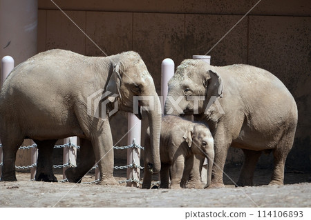 Sapporo City Maruyama Zoo Elephant House 114106893