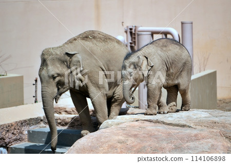 Sapporo City Maruyama Zoo: Baby elephant 114106898