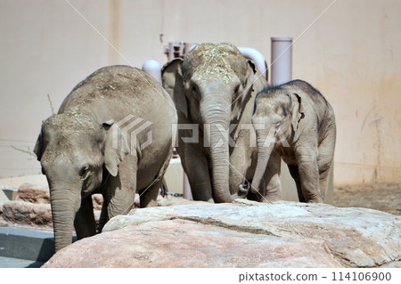 Sapporo City Maruyama Zoo: Baby elephant 114106900