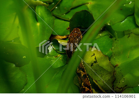A Japanese striped snake emerging from the water A Japanese striped snake emerging from the water 114106901