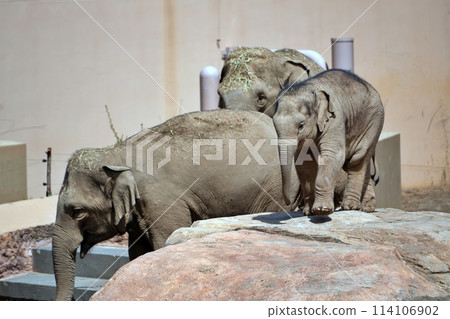 Sapporo City Maruyama Zoo: Baby elephant 114106902