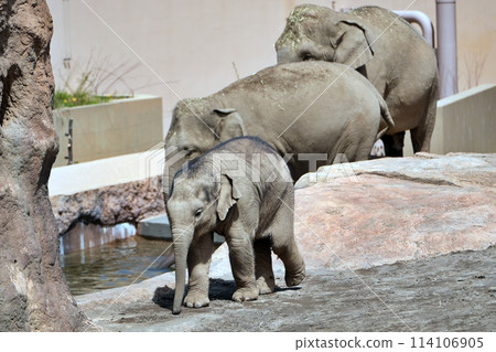 Sapporo City Maruyama Zoo: Baby elephant 114106905
