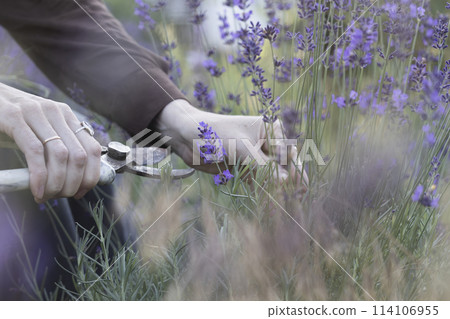 girl pruning lavender bush in the garden 114106955