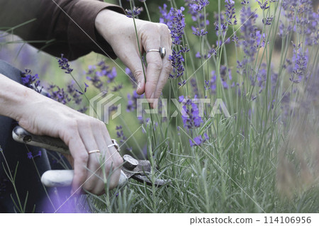 girl pruning lavender bush in the garden 114106956