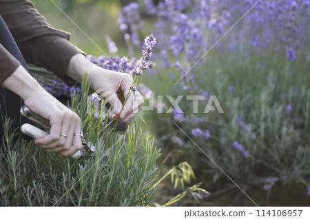 girl pruning lavender bush in the garden 114106957