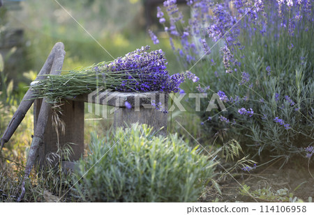 a pruning lavender 114106958