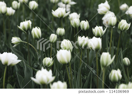 plant background from tulips plant background from tulips 114106969