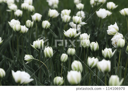 plant background from tulips plant background from tulips 114106970