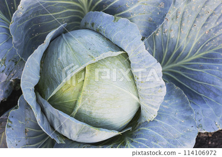 natural background from cabbage natural background from cabbage 114106972