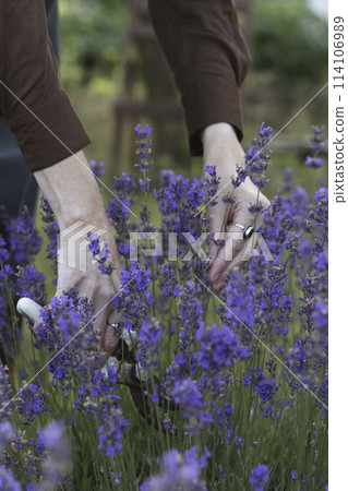 girl pruning lavender bush in the garden 114106989