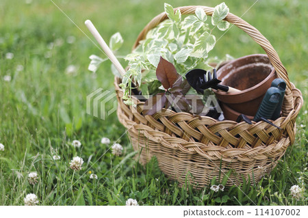 flowers for planting flowers for planting 114107002