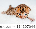 Two week old small newborn bengal kitten on a white background.Close-up. 114107044