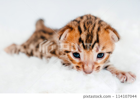 Two week old small newborn bengal kitten on a white background.Close-up. Two week old small newborn bengal kitten on a white background.Close-up. 114107044
