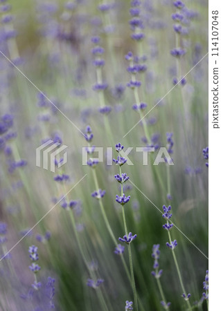 Provence - lavender field 114107048