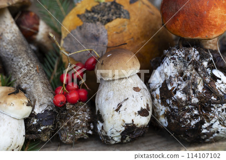 background of mushrooms 114107102