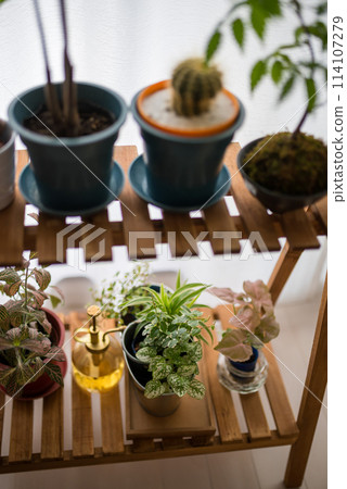 種植觀葉植物 種植觀葉植物 114107279