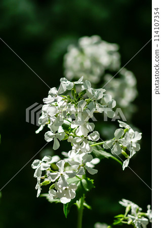 White flowers of Ginsenso White flowers of Ginsenso 114107354