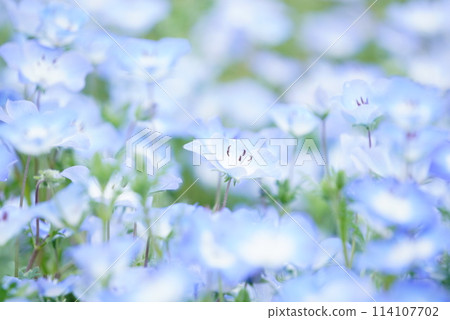 Nemophila Nemophila 114107702