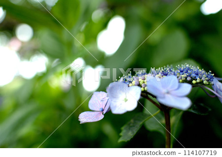 Hydrangea in the neighborhood 114107719