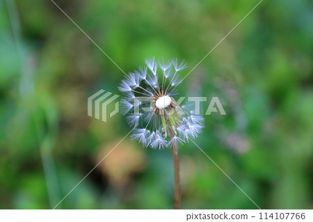 蒲公英絨毛 蒲公英絨毛 114107766