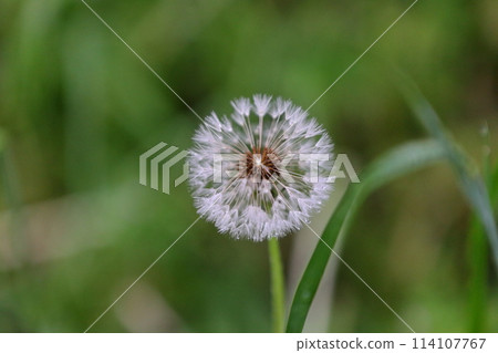 蒲公英絨毛 114107767
